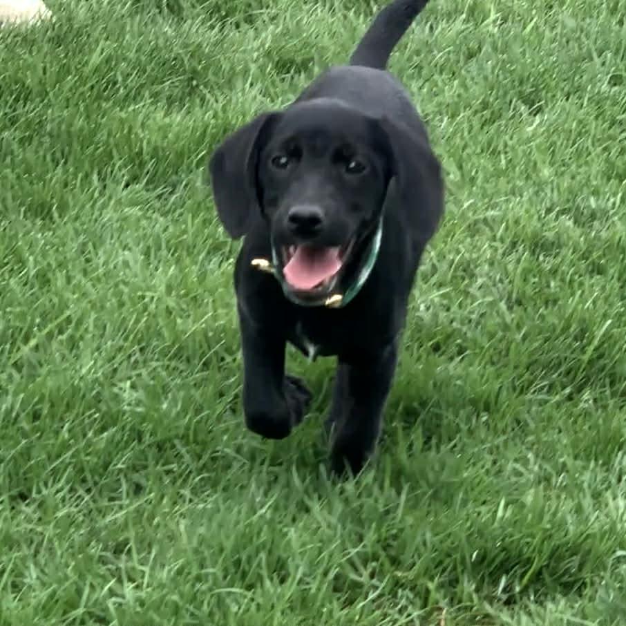 Enlarge CIRRUS, a ADOPTABLE mixed breed in Evansville, WI image 4/4