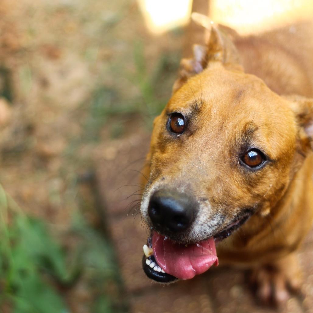 Shadow, Adoptable, Adult Male Miniature Dachshund & Mixed Breed.