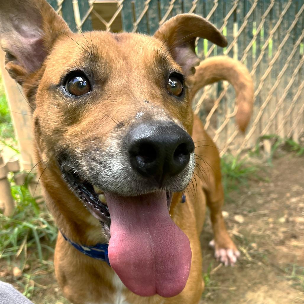 Shadow, a Adoptable mixed breed in Starkville, MS image 2/4