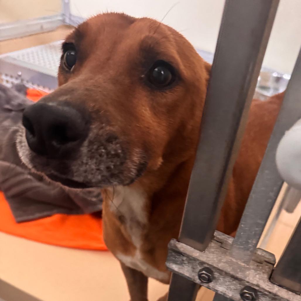Shadow, a Adoptable mixed breed in Starkville, MS image 3/4