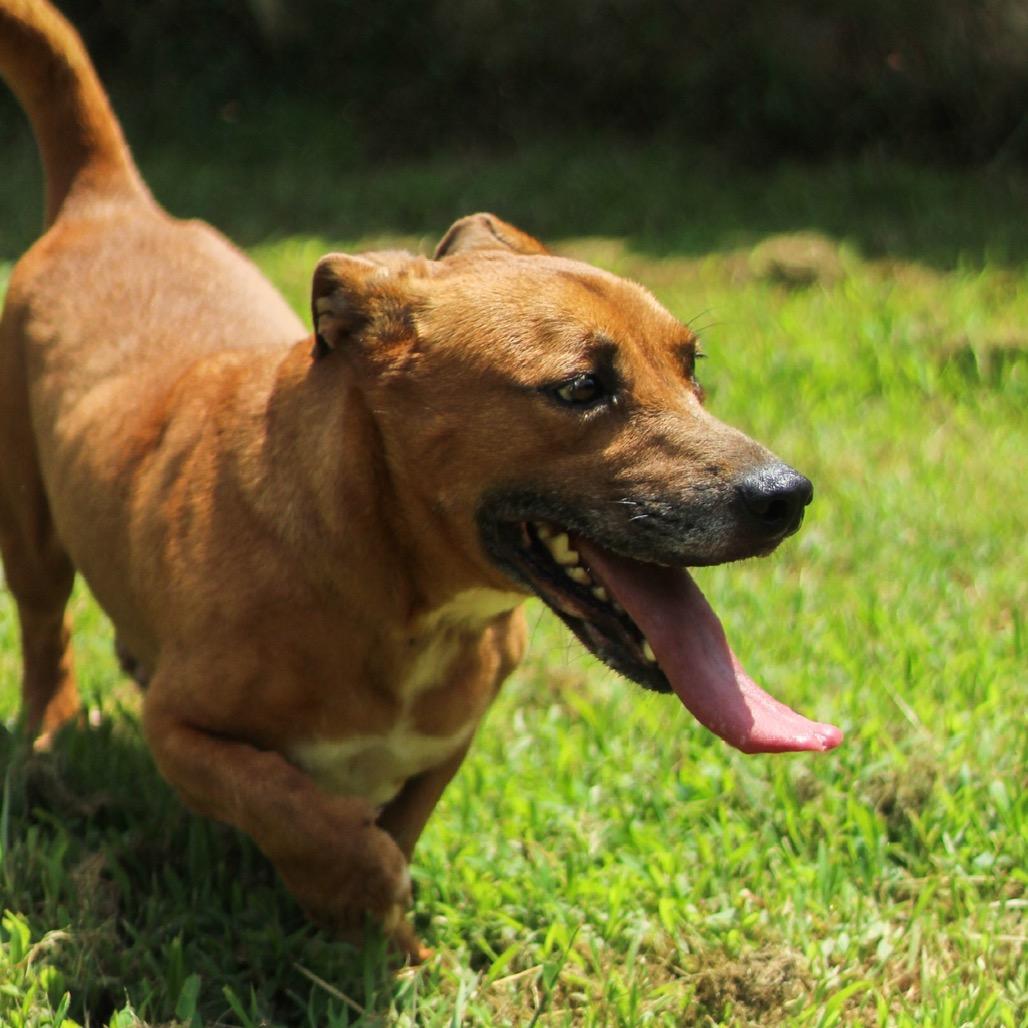Shadow, a Adoptable mixed breed in Starkville, MS image 4/4