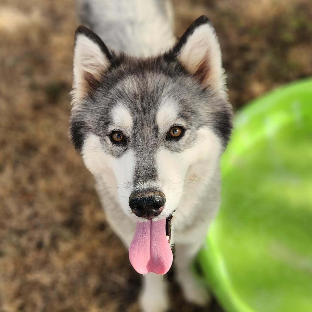 Kermit JuM, an adoptable Keeshond, Husky in Austin, TX, 78701 | Photo Image 1