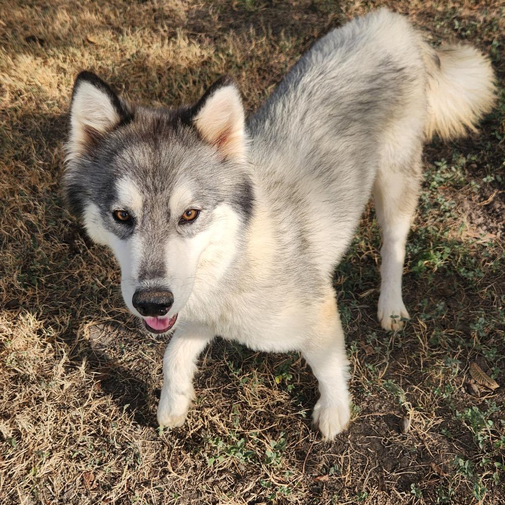 Kermit JuM, an adoptable Keeshond, Husky in Austin, TX, 78701 | Photo Image 3