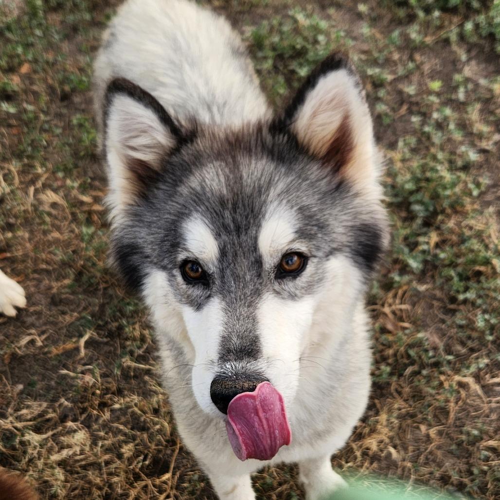 Kermit JuM, an adoptable Keeshond, Husky in Austin, TX, 78701 | Photo Image 7
