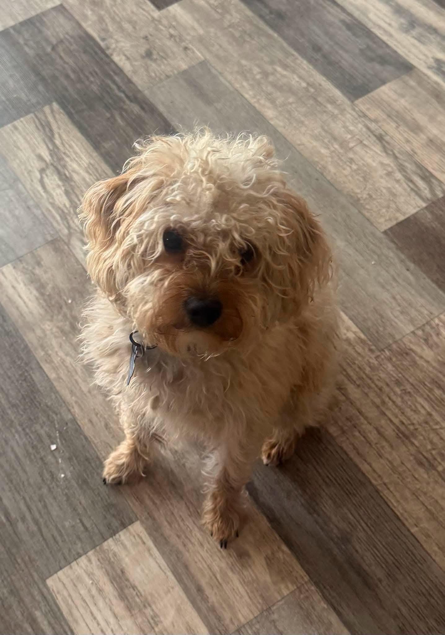 Usher, ADOPTABLE, Adult Male Poodle.