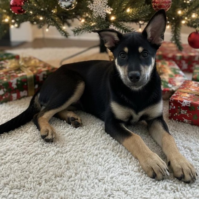 Enlarge Forest, an adopted mixed breed in Deltona, FL image 1/6