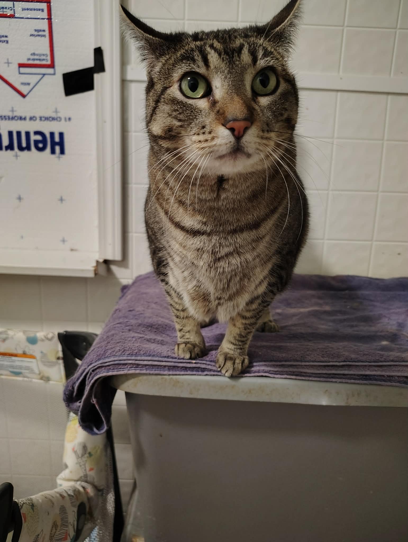 Enlarge Ringo, a ADOPTABLE mixed breed in Oakville, WA image 2/3