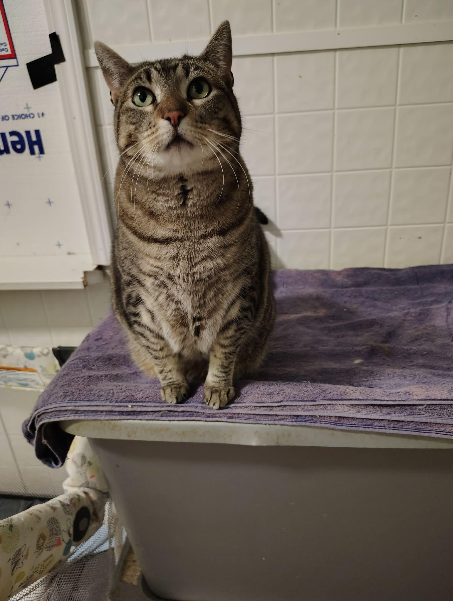 Enlarge Ringo, a ADOPTABLE mixed breed in Oakville, WA image 3/3