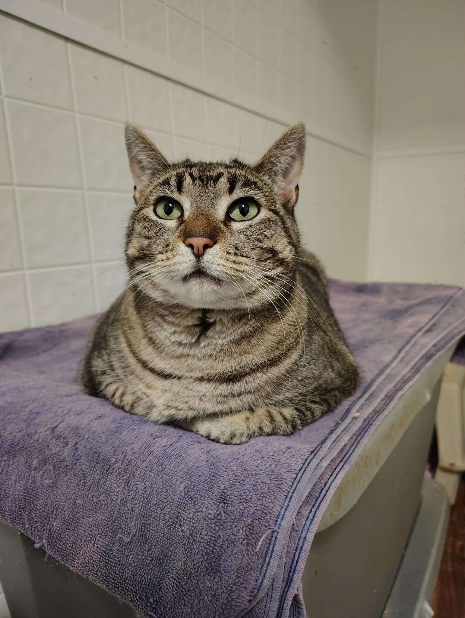 Enlarge Ringo, a ADOPTABLE mixed breed in Oakville, WA image 1/3