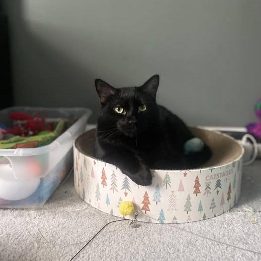 Rotini, Adoptable, Adult Male Domestic Short Hair.