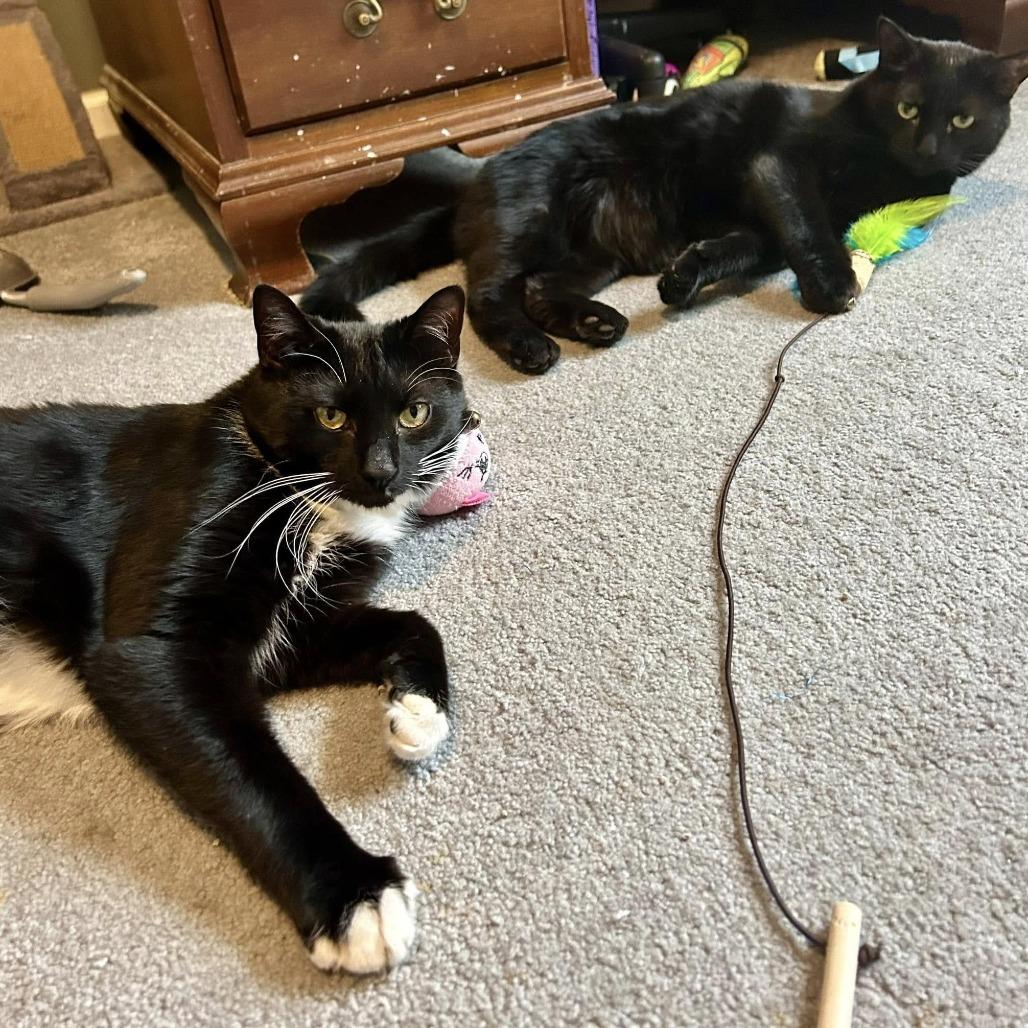 Enlarge Rotini, a Adoptable Domestic Short Hair in Pocono Summit, PA image 2/6