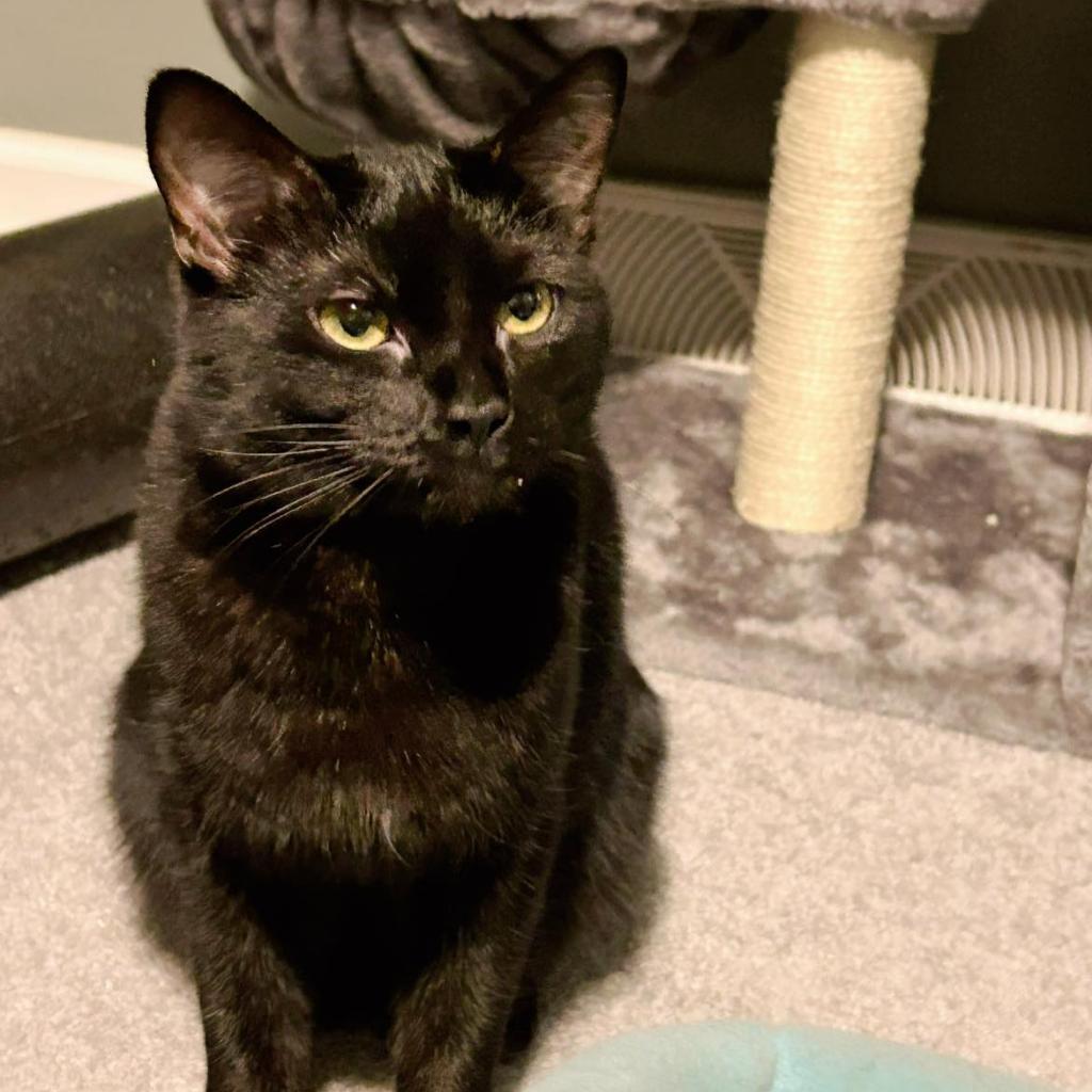 Enlarge Rotini, a Adoptable Domestic Short Hair in Pocono Summit, PA image 3/6