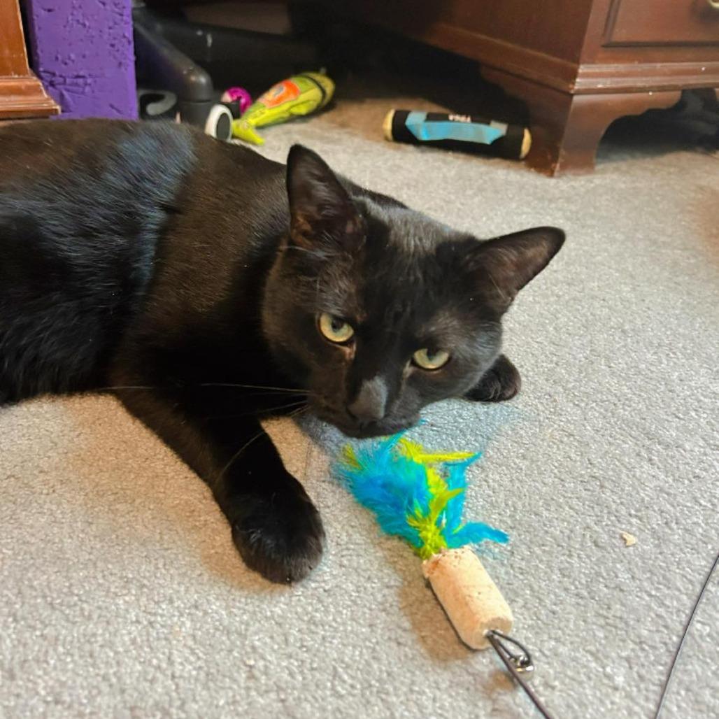 Enlarge Rotini, a Adoptable Domestic Short Hair in Pocono Summit, PA image 4/6