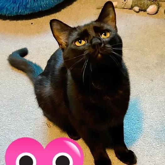 Enlarge Rotini, a Adoptable Domestic Short Hair in Pocono Summit, PA image 5/6