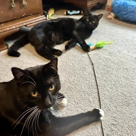 Enlarge Rotini, a Adoptable Domestic Short Hair in Pocono Summit, PA image 6/6