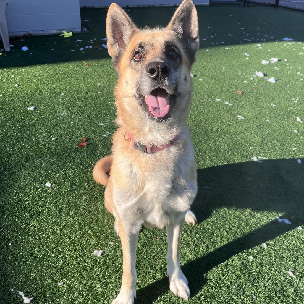 Enlarge Mina, a Adoptable German Shepherd Dog in Brockton, MA image 1/2