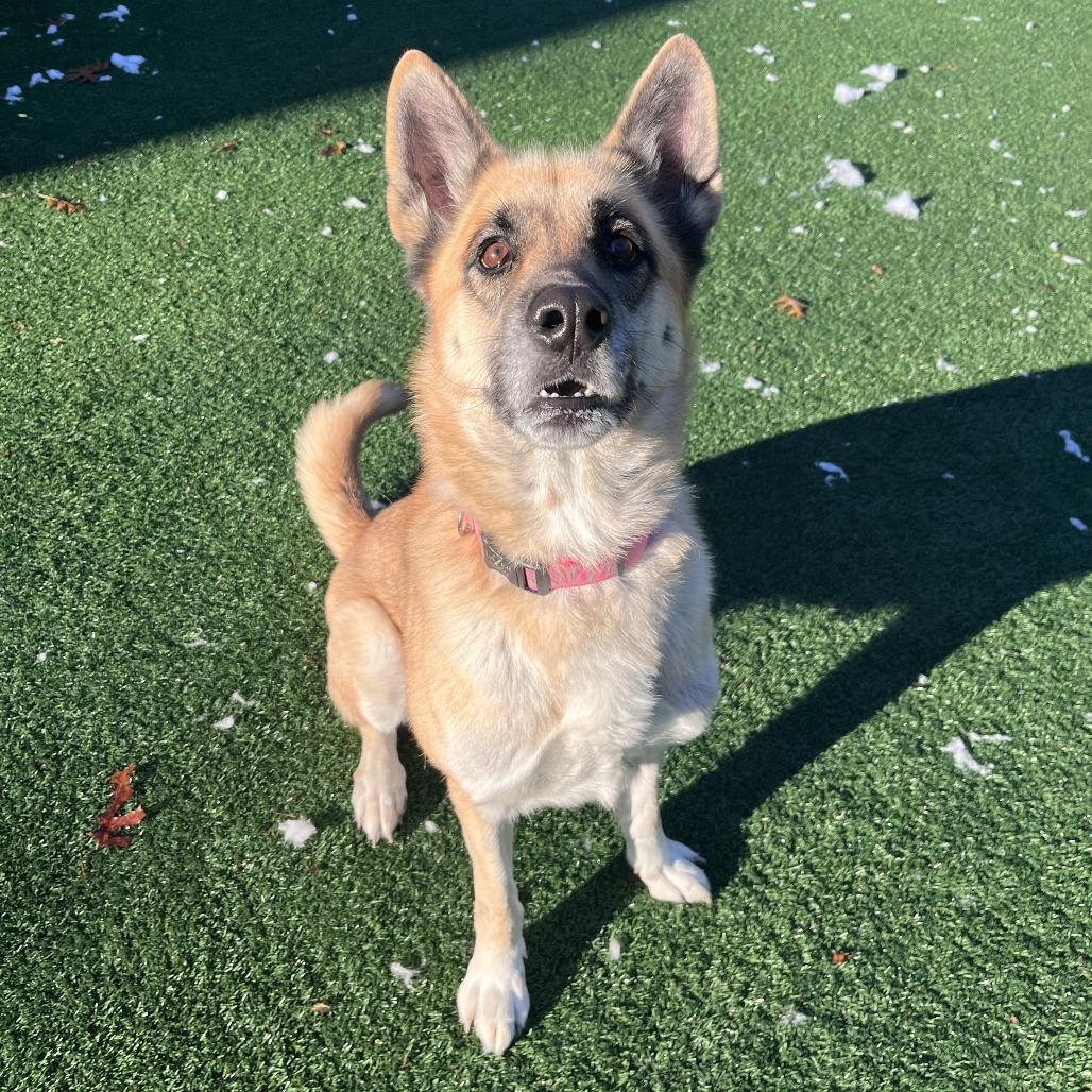 Enlarge Mina, a Adoptable German Shepherd Dog in Brockton, MA image 2/2