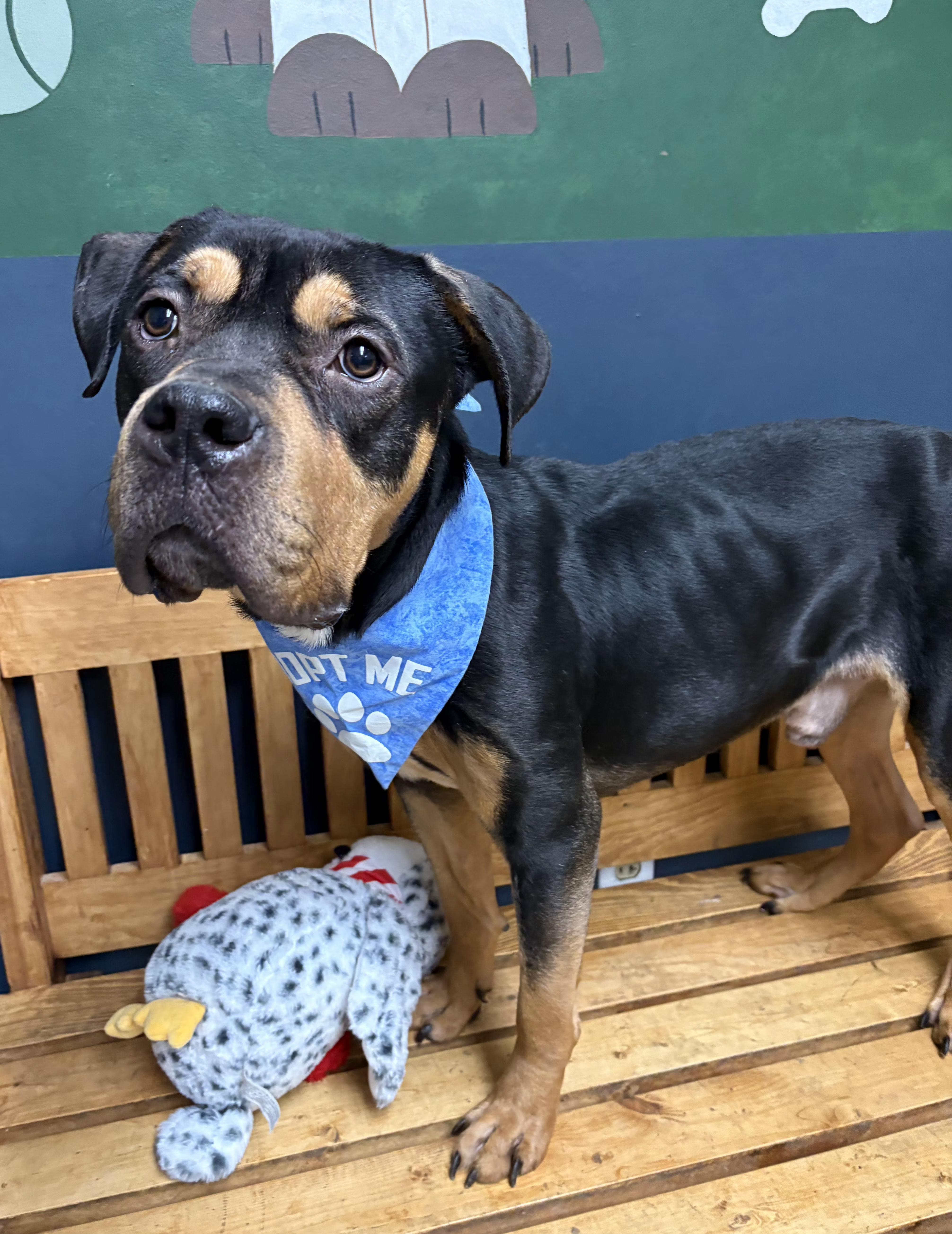 Gouda, adoptable, Adult Male Rottweiler & American Bulldog.