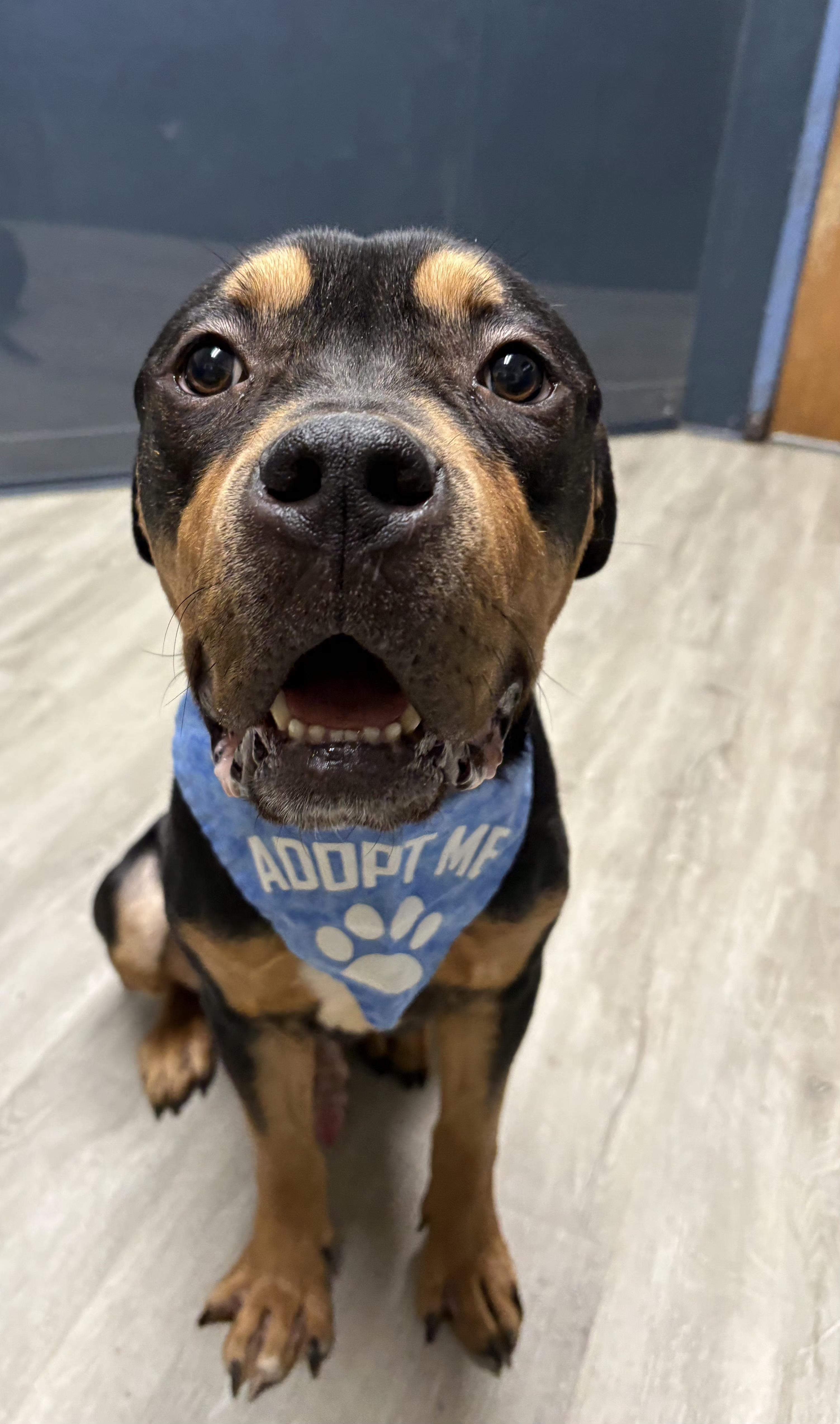 Enlarge Gouda, an adoptable mixed breed in Mansfield, OH image 2/4