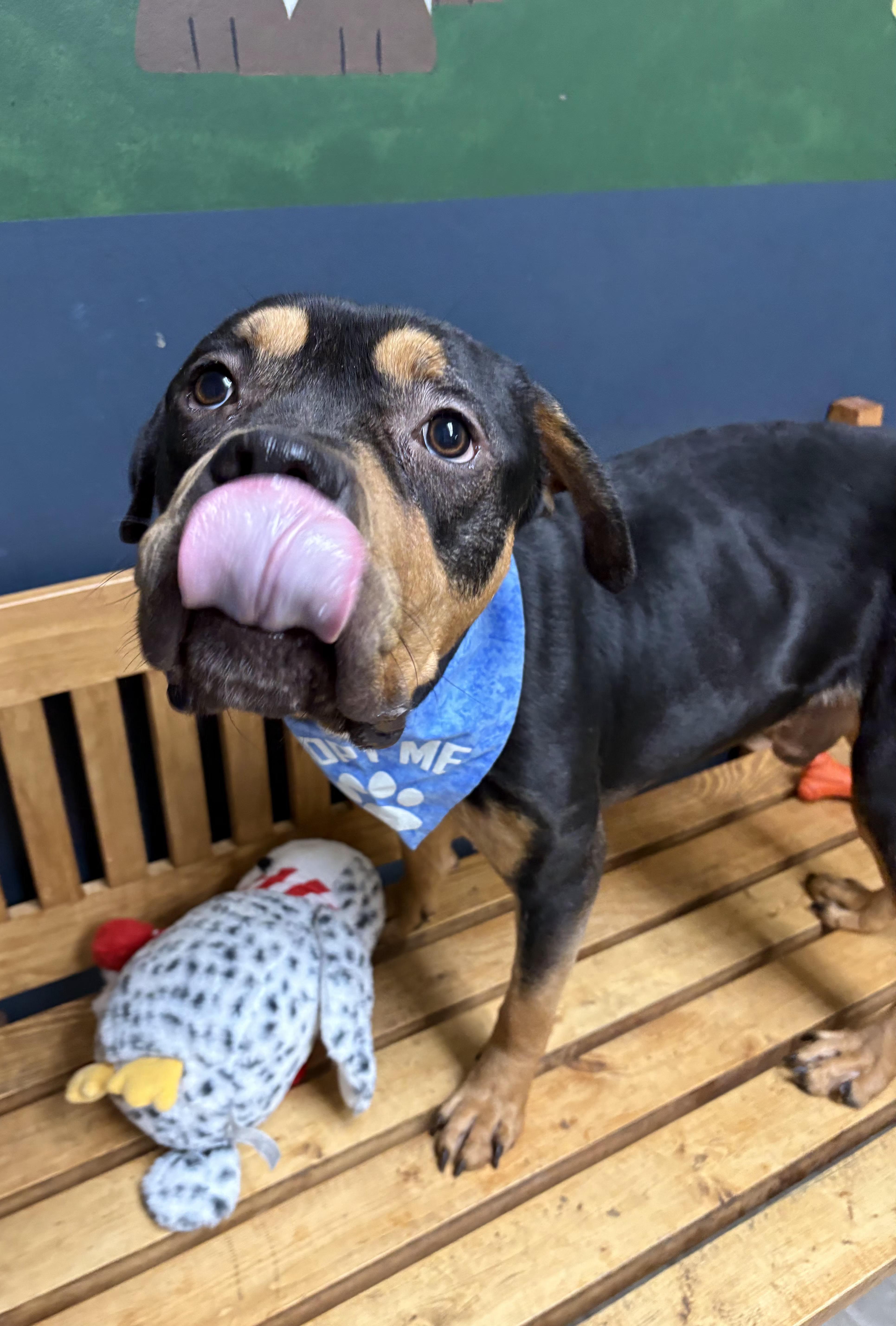 Enlarge Gouda, an adoptable mixed breed in Mansfield, OH image 4/4