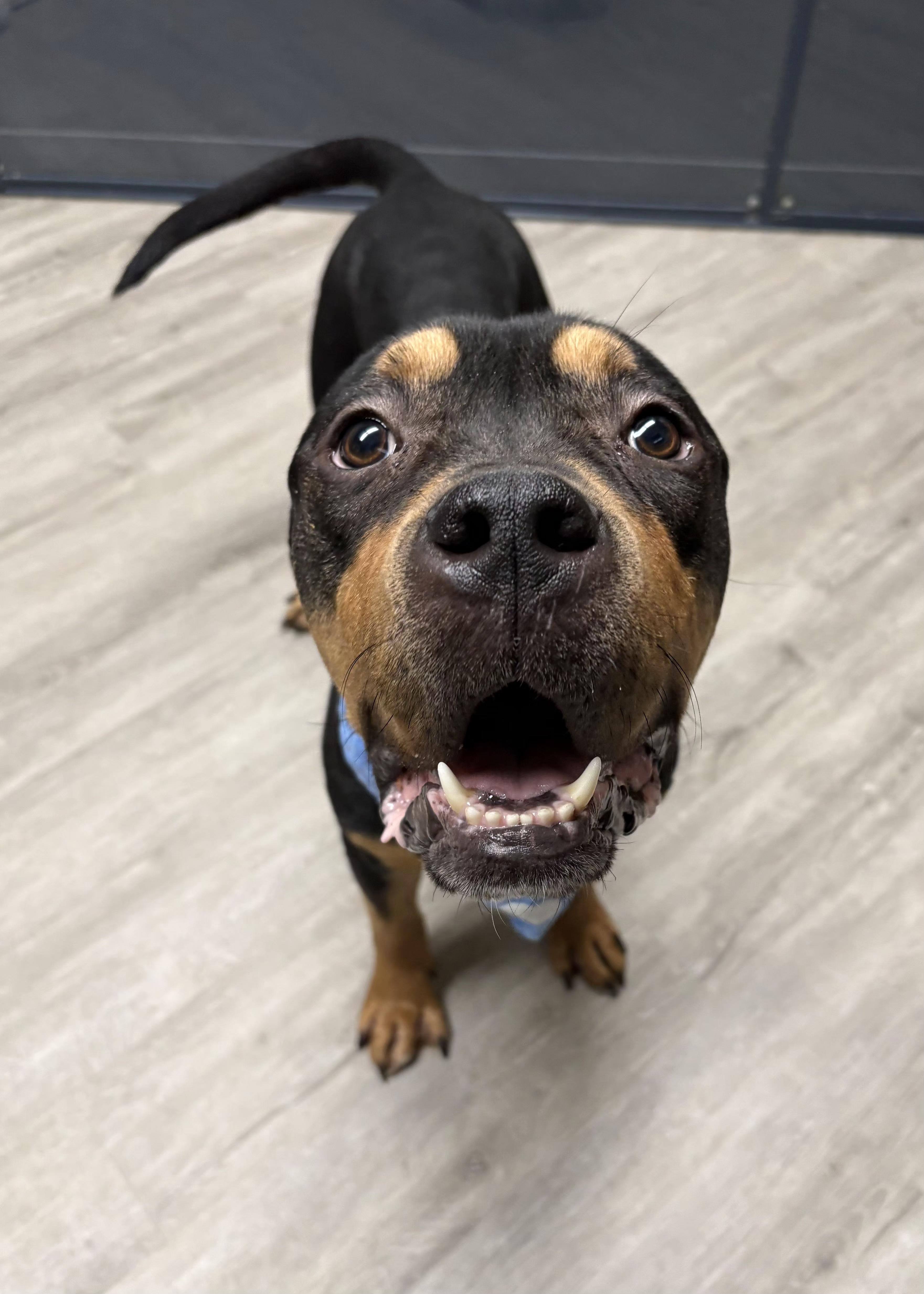 Enlarge Gouda, an adoptable mixed breed in Mansfield, OH image 3/4