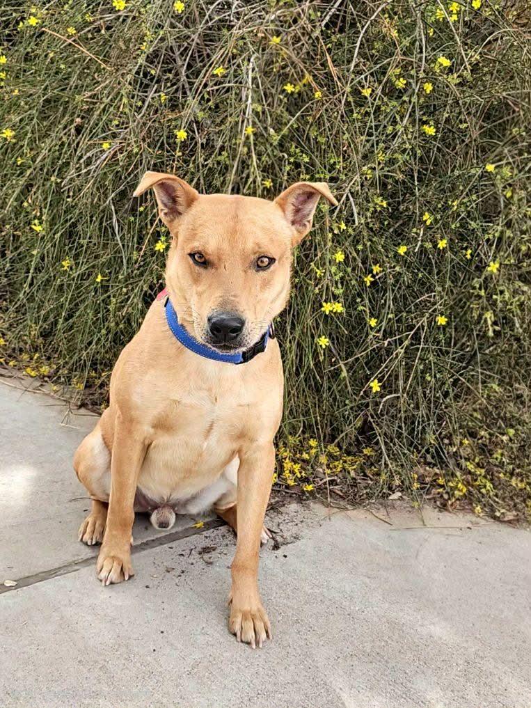 Enlarge Canelo , a ADOPTABLE mixed breed in Pelham, NH image 5/5