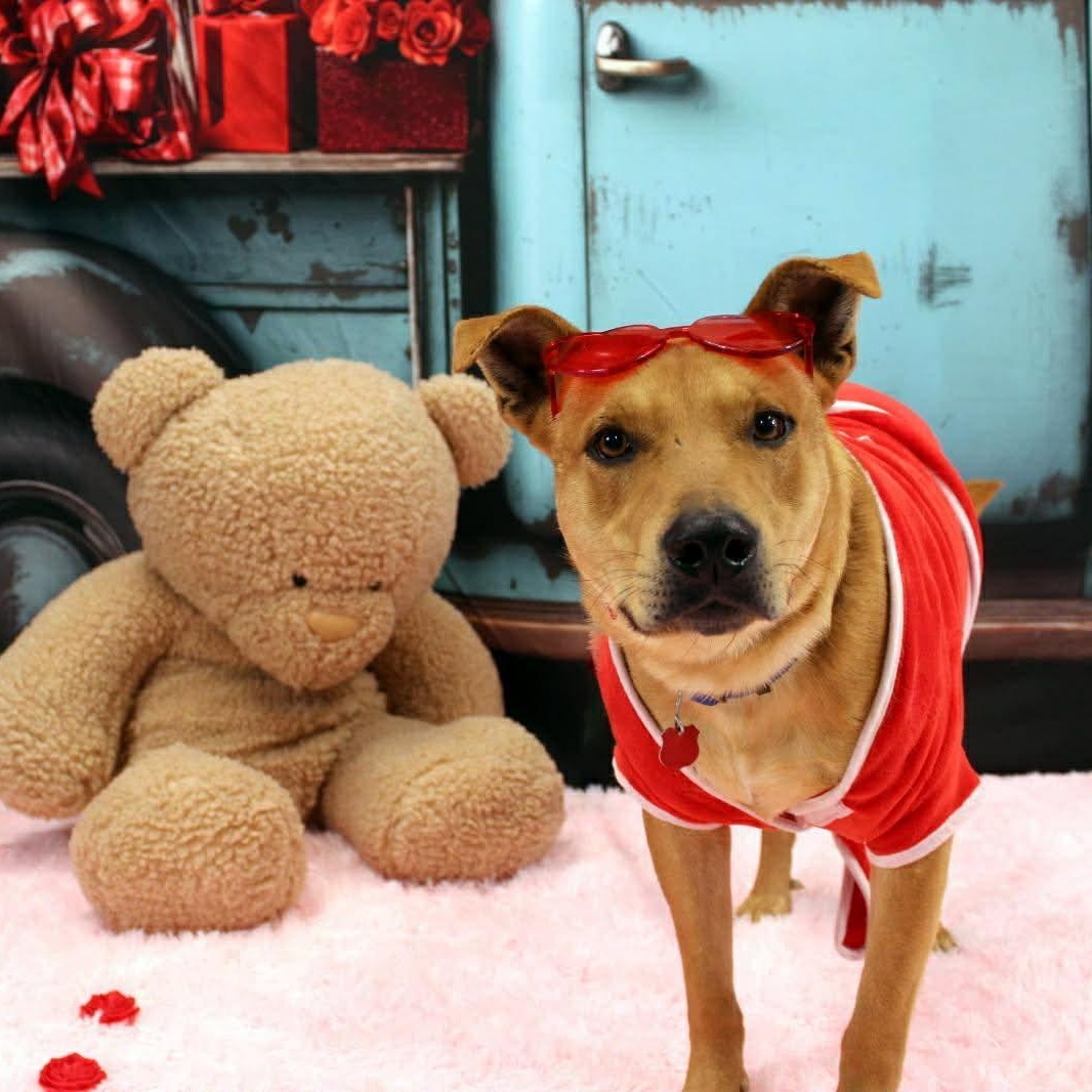 Enlarge Canelo , a ADOPTABLE mixed breed in Pelham, NH image 4/5