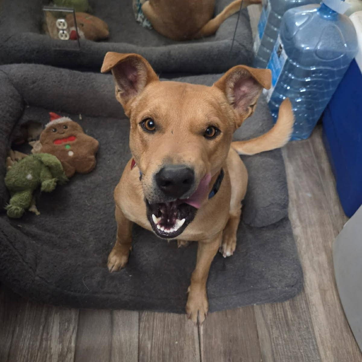 Enlarge Canelo , a ADOPTABLE mixed breed in Pelham, NH image 2/5