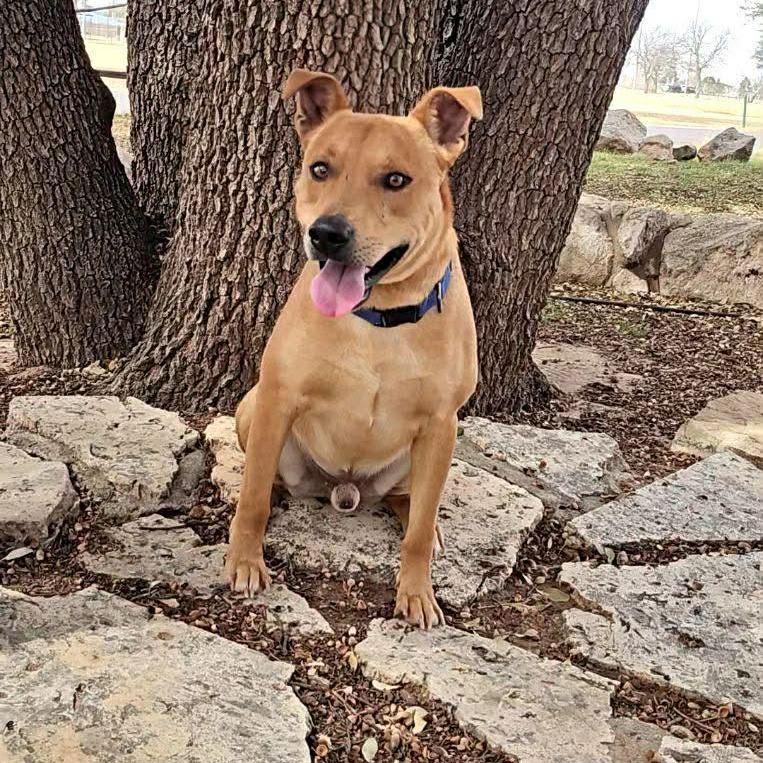 Enlarge Canelo , a ADOPTABLE mixed breed in Pelham, NH image 3/5