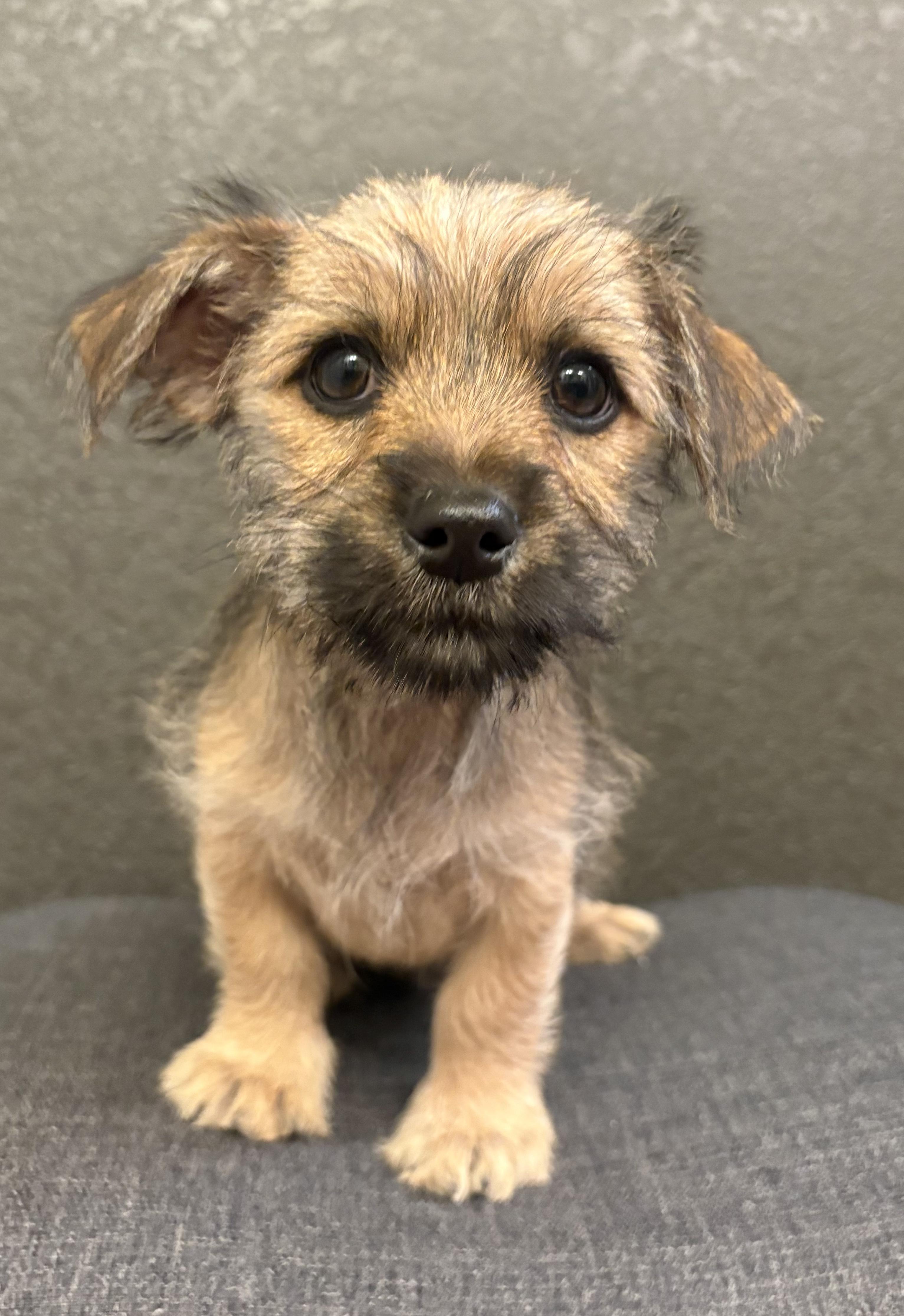 Cinnamon, a ADOPTABLE mixed breed in Fort Collins, CO image 1/4