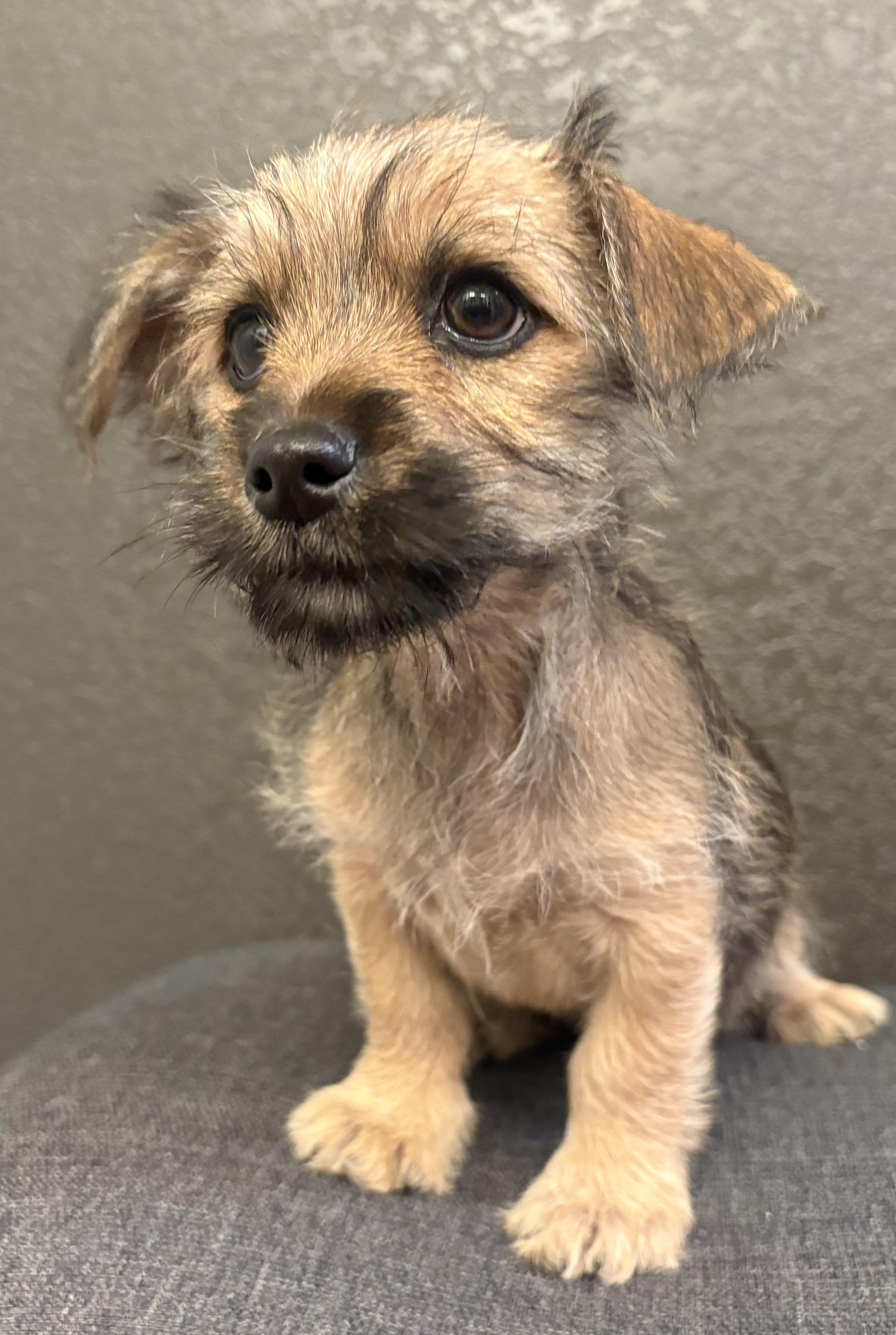 Cinnamon, a ADOPTABLE mixed breed in Fort Collins, CO image 2/4