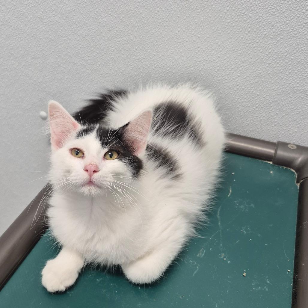 Dino, a Adoptable Domestic Long Hair in Kingman, KS image 1/2