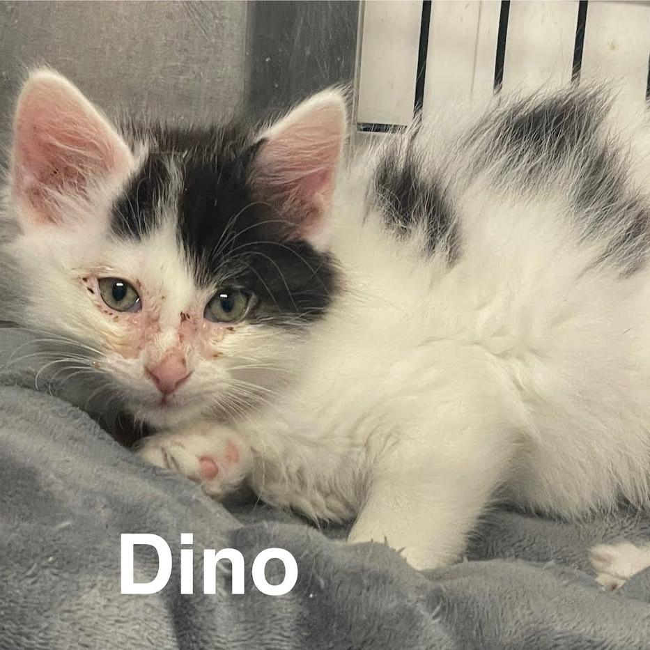 Dino, a Adoptable Domestic Long Hair in Kingman, KS image 2/2