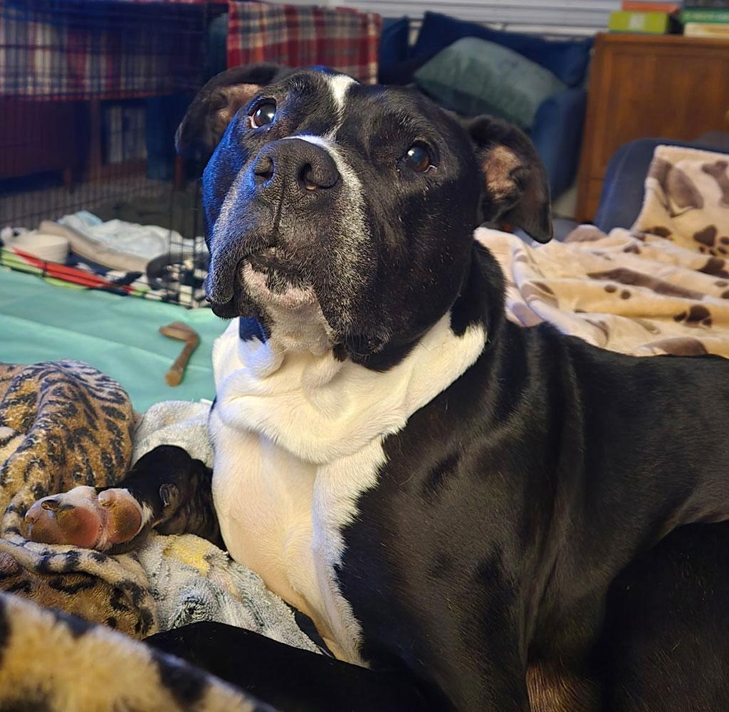 Oreo, ADOPTABLE, Adult Female American Staffordshire Terrier.