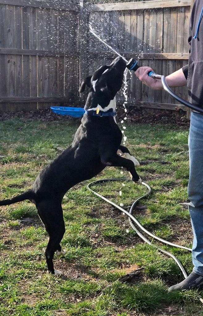Enlarge Oreo, a ADOPTABLE mixed breed in Bowie, MD image 4/5