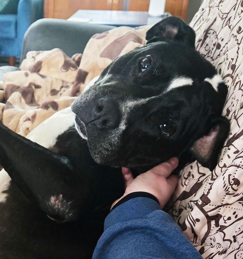 Enlarge Oreo, a ADOPTABLE mixed breed in Bowie, MD image 2/5