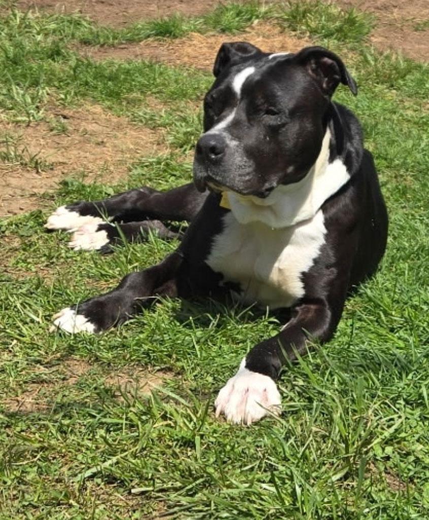 Enlarge Oreo, a ADOPTABLE mixed breed in Bowie, MD image 5/5