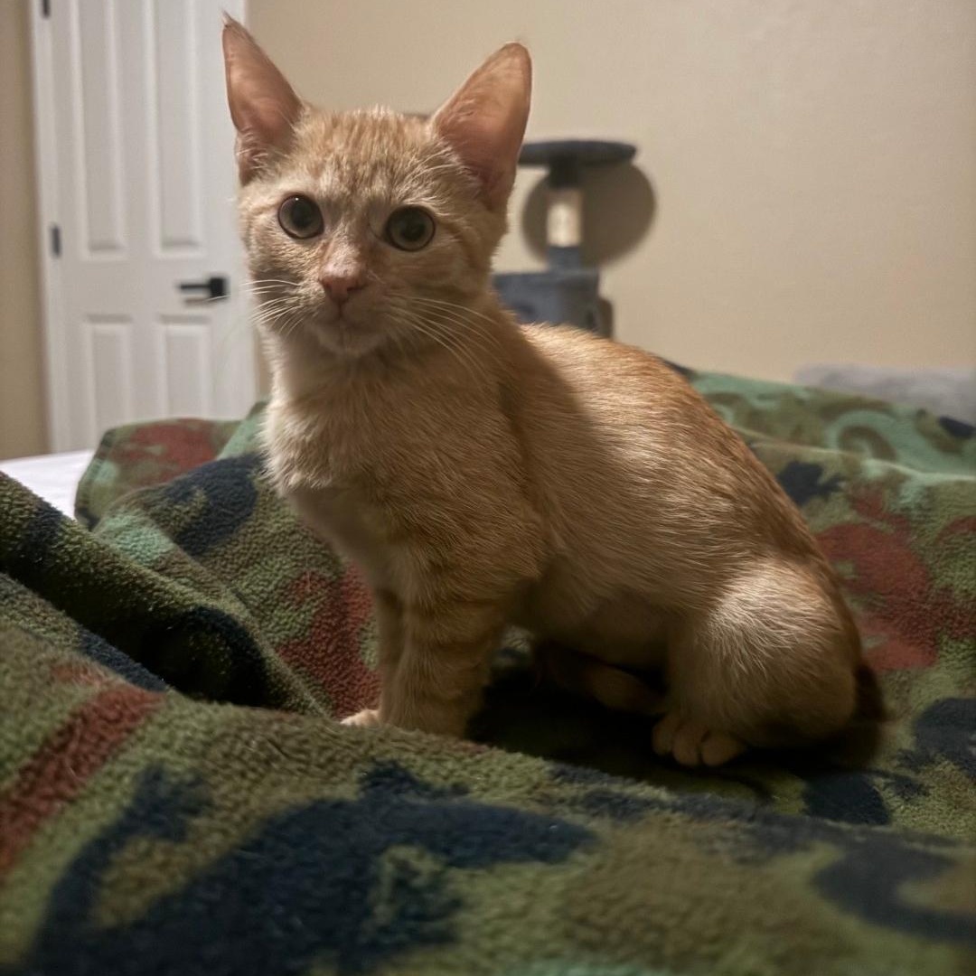 Danielle Eve, ADOPTABLE, Kitten Female Tabby.