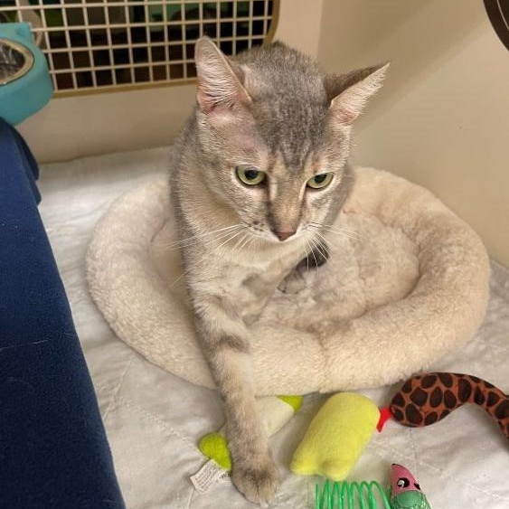 Sarah, ADOPTABLE, Young Female American Shorthair & Domestic Short Hair.