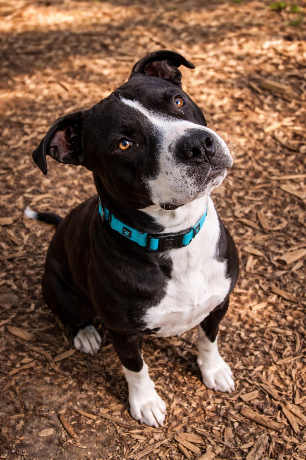 Enlarge Socks, a Adoptable Pit Bull Terrier in Spotsylvania, VA image 1/3