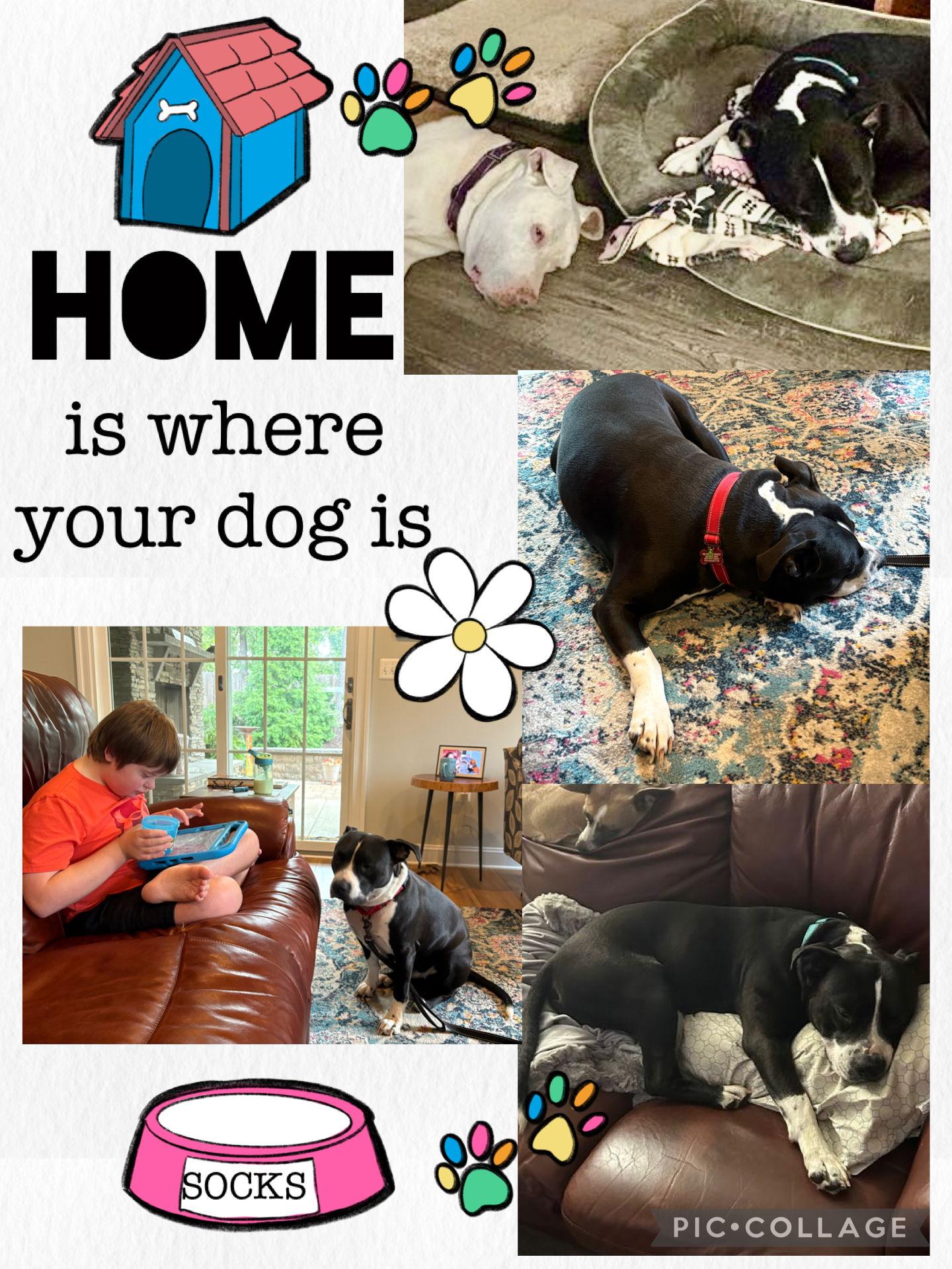 Socks, a Adoptable Pit Bull Terrier in Spotsylvania, VA image 1/3