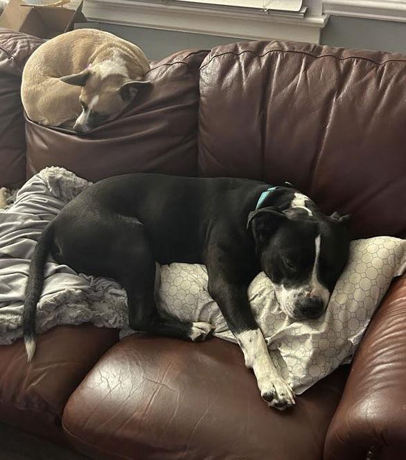 Socks, a Adoptable Pit Bull Terrier in Spotsylvania, VA image 2/3