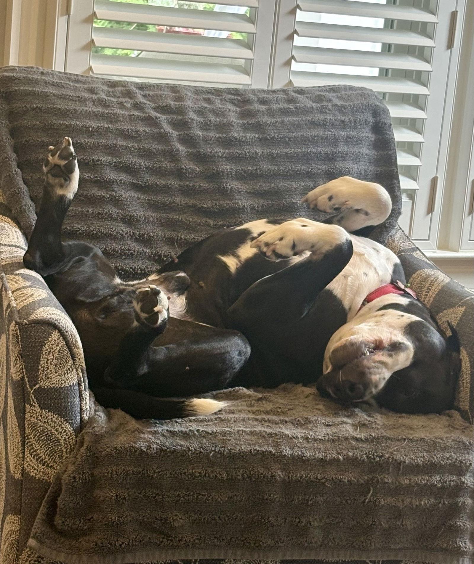 Socks, a Adoptable Pit Bull Terrier in Spotsylvania, VA image 3/3