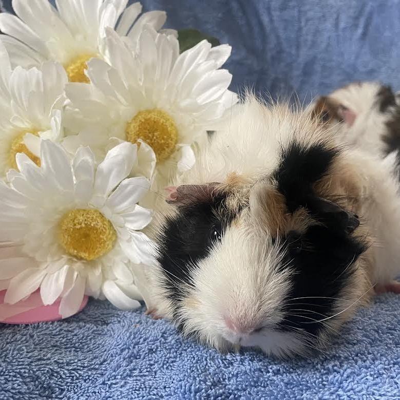 Enlarge Honey with Peanut and Scout-In foster, a Adoptable Guinea Pig in Springfield, MA image 1/3