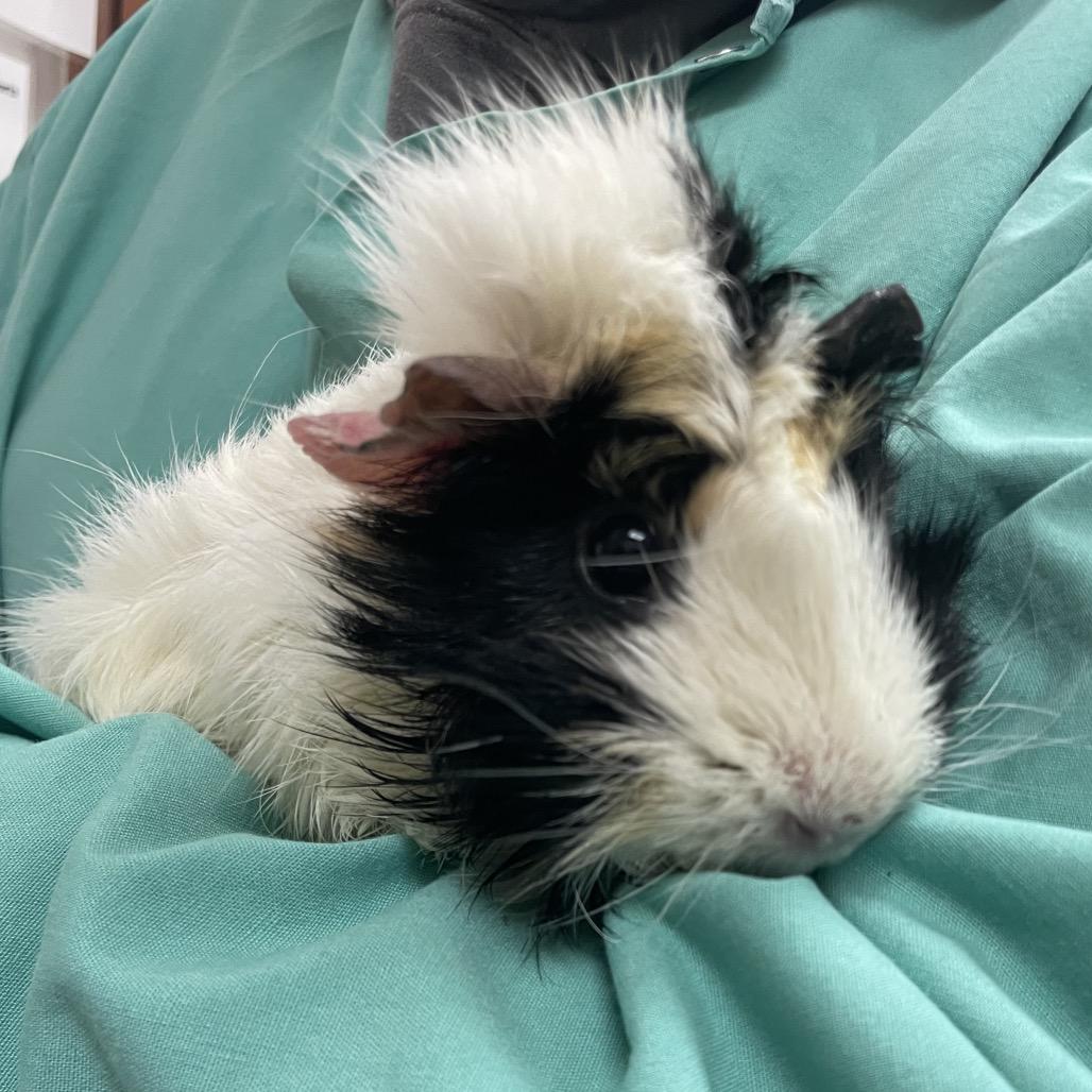 Enlarge Honey with Peanut and Scout-In foster, a Adoptable Guinea Pig in Springfield, MA image 2/3