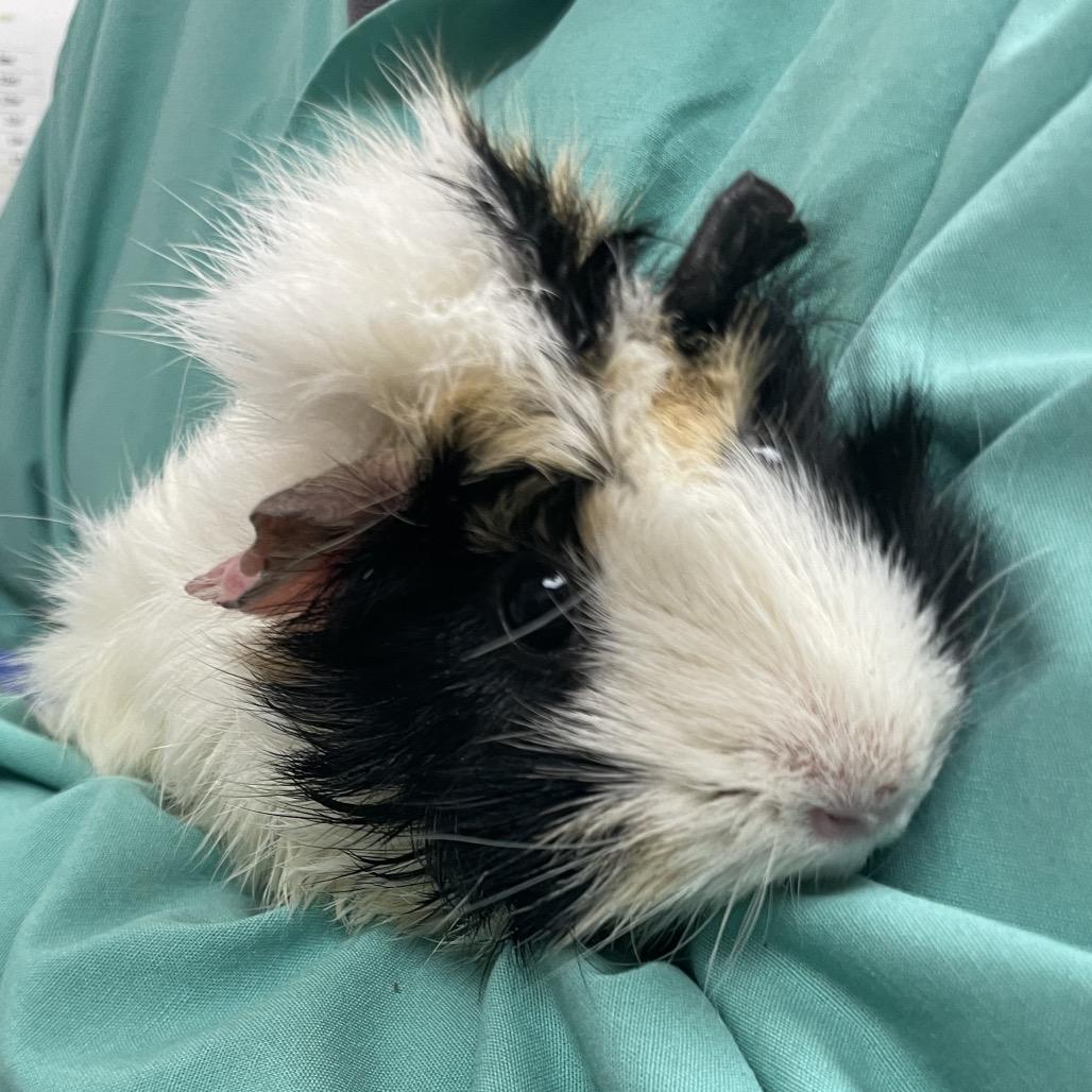 Enlarge Honey with Peanut and Scout-In foster, a Adoptable Guinea Pig in Springfield, MA image 3/3