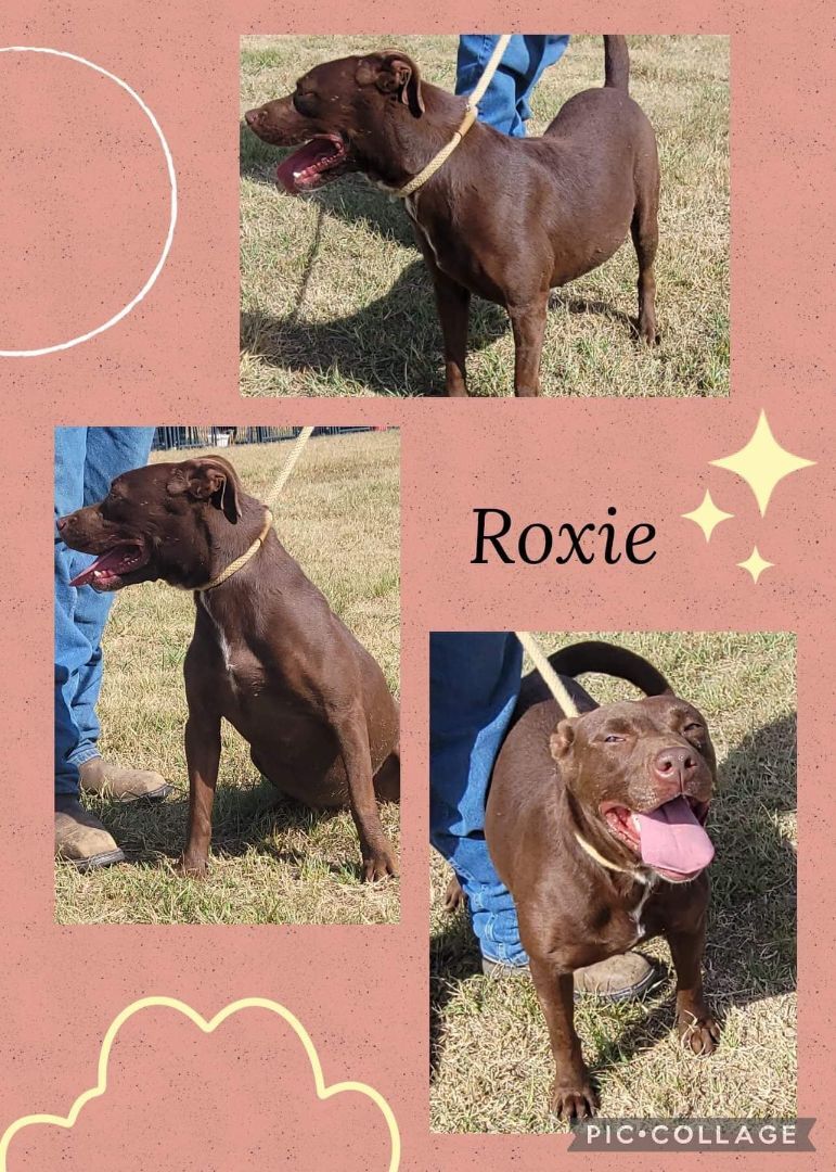 Roxie, Adoptable, Senior Female Labrador Retriever & American Staffordshire Terrier.