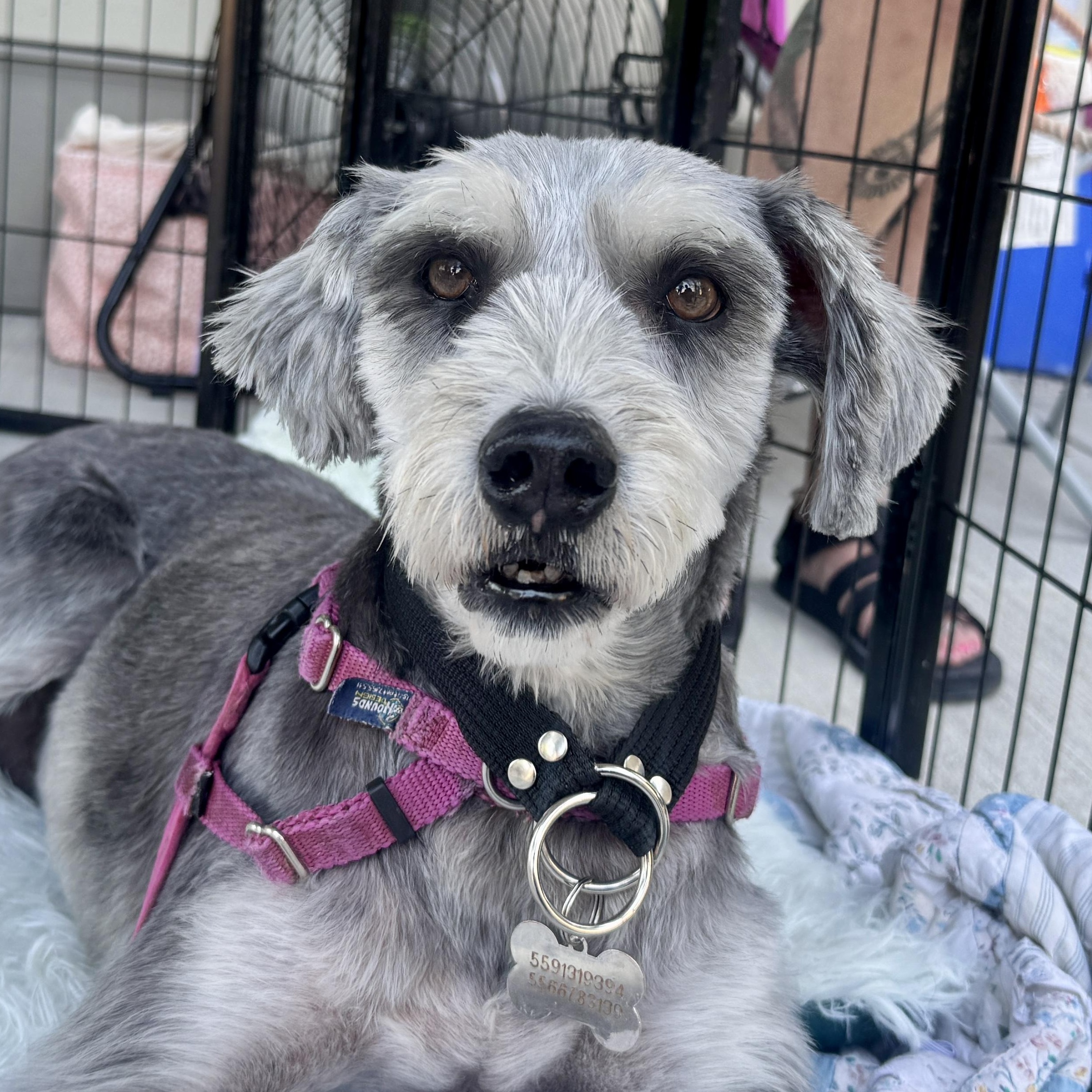 Gabby, a Adoptable mixed breed in rhinebeck, NY image 6/6