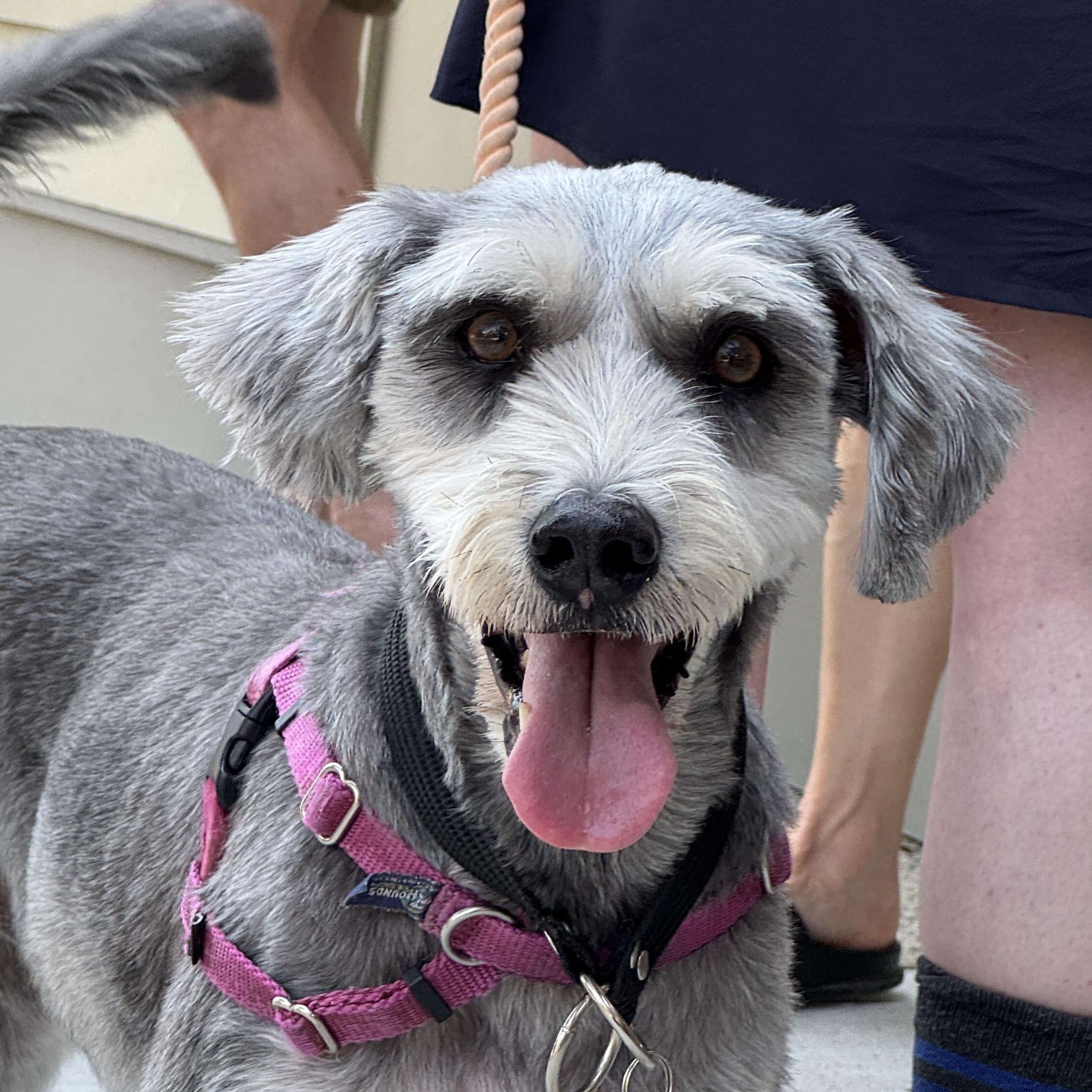 Gabby, a Adoptable mixed breed in rhinebeck, NY image 5/6