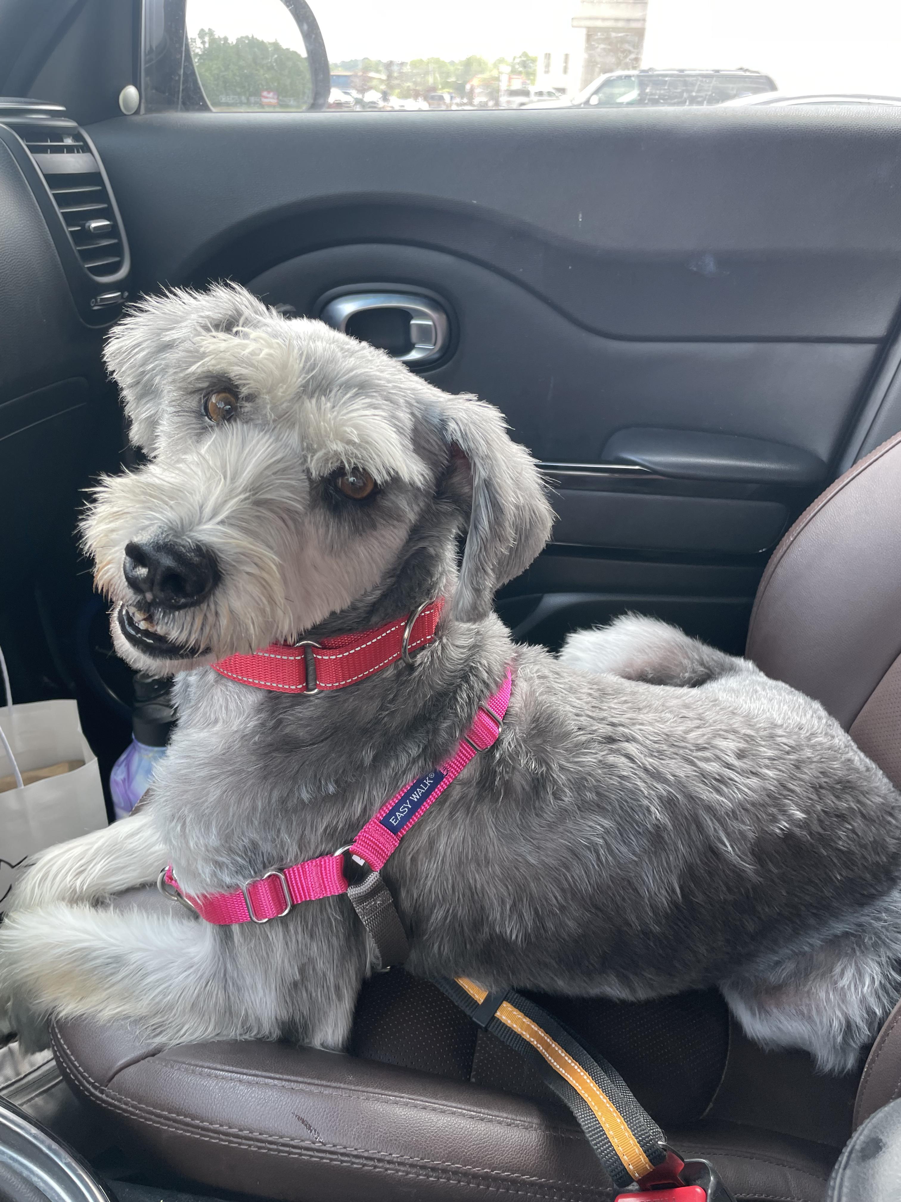 Gabby, a Adoptable mixed breed in rhinebeck, NY image 2/6